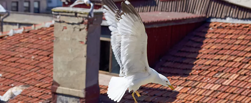 Residential Chimney Animal Removal Solution in Hesperia, CA