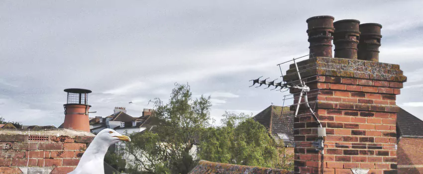 Chimney Cleaning And Restoration in Hesperia, California